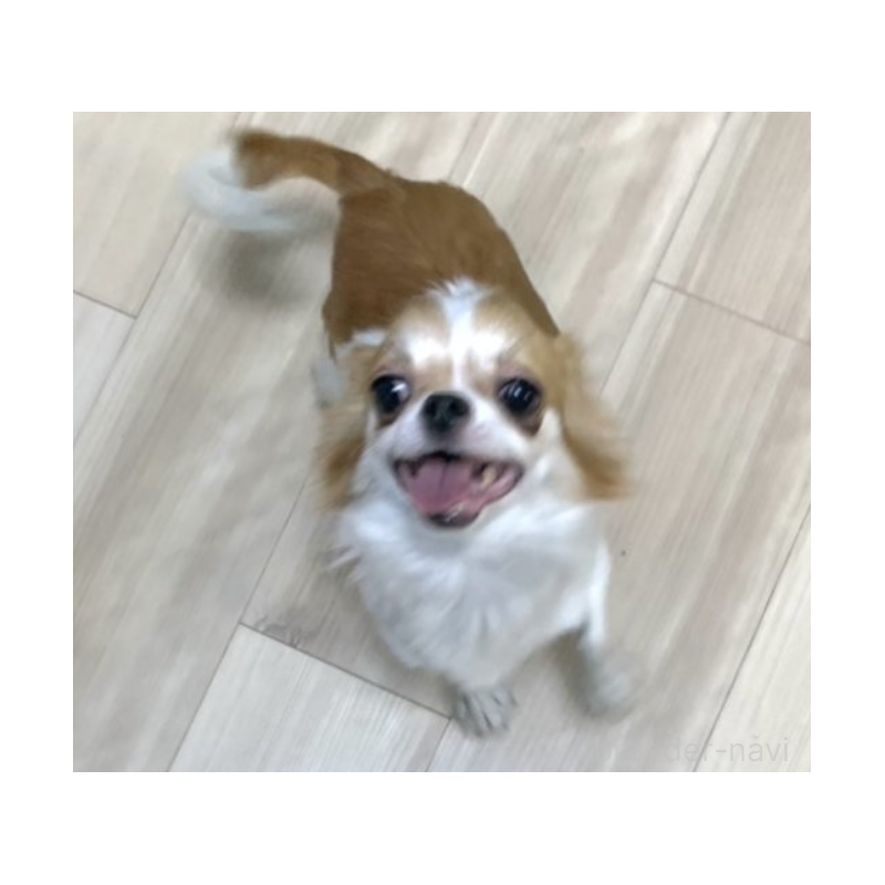 チャコちゃん1枚目